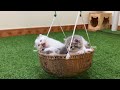 The 32-day-old kittens were playing on a swing for the first time.