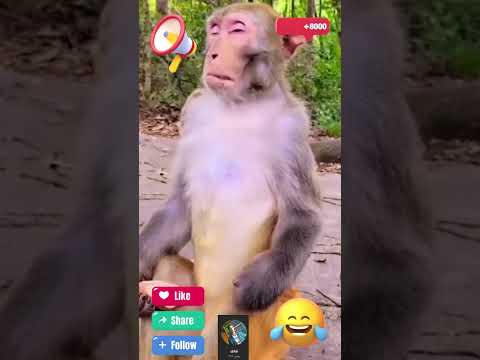 مملكة القرود الضاحكة 2025 قرود في المشهد