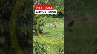 ruwak-ruwak pikat #pikatruakruak #pikatruwakruwak #ruakruakpikat #ruakruak #suararuakruak #burak