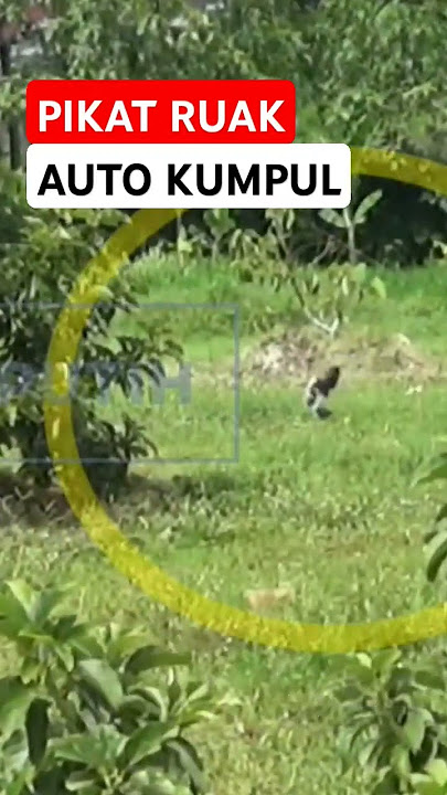 ruwak-ruwak pikat #pikatruakruak #pikatruwakruwak #ruakruakpikat #ruakruak #suararuakruak #burak