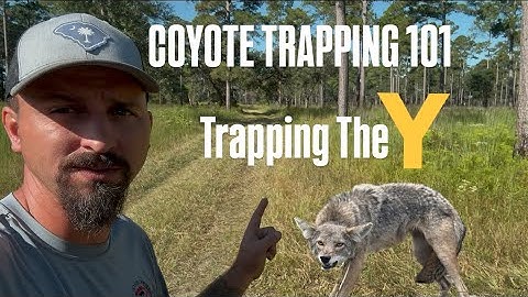 Coyote Trapping 101 Catch More Coyotes Using This Simple Strategy 