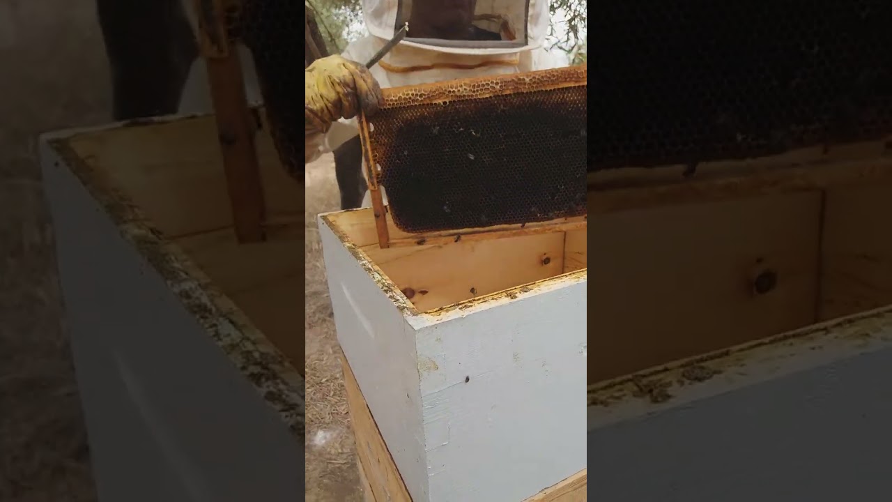 الدرس 22 : ماذا يفعل النحال بعد جني العسل 2024 08 02 .الجزء الاخير من الفيديو يتبع........