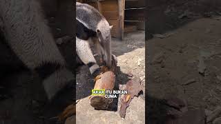 Hewan ini bikin mata salah fokus!