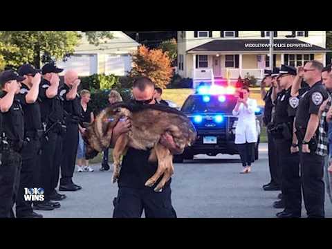 Video: Doof gehandicapte hond gediagnosticeerd met kanker wordt Ere K9-officier