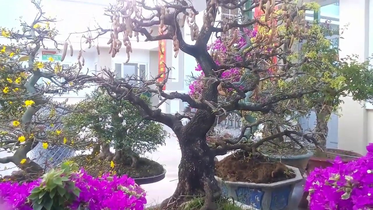 Có ai xem Video này mà KHÔNG THÈM CHẢY NƯỚC MIẾNG không - Cây cảnh đẹp