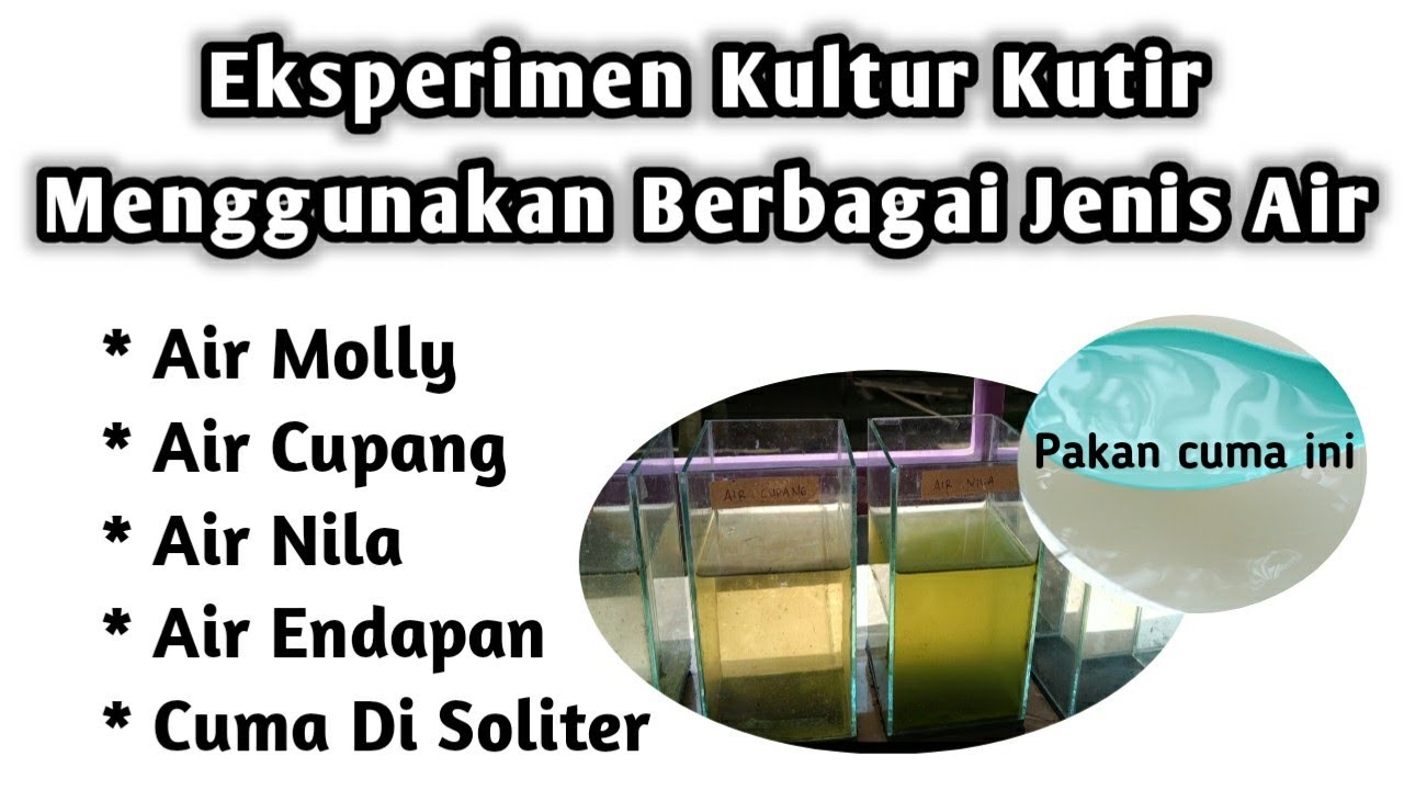 Eksperimen Kultur Kutu Air Menggunanakan Berbagai Jenis Air by Hobby ikan