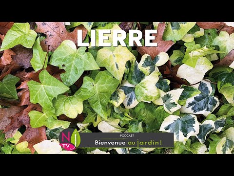 Vidéo: Algerian Ivy Information - Comment prendre soin du lierre algérien dans le jardin