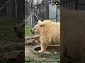 कैद से निकला भालू🧠Bear Escaped Mind Trapped😱12 घंटे भालू ने ऐसा किया #shortsfeed#animals#bear#facts