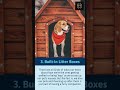 5 Design Details to Consider For Making Your Home Pet-Friendly