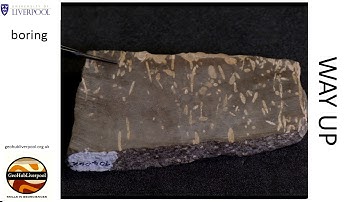 Boreholes trace fossils as a way-up indicator