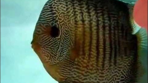 Cá Dĩa Quốc Tế Đẹp  Class10 1st - Thiên Đường Cá Cảnh