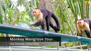 Monkey Mangrove Tour in Isla Damas, Costa Rica | Stunning Wildlife in 8K