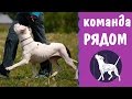 Команда рядом | дрессировка питбуля | амстафф