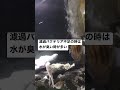 水が白く濁る原因は #飼育 #熱帯魚 #濁り