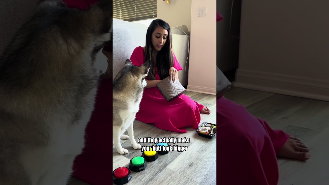 Sapphie The Pomsky As A Mean Girl