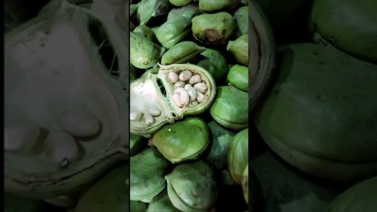 Green pistachio Green Pista