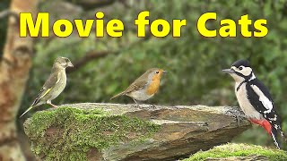 Movies For Cats To Watch ~ Birds In A Cornish Garden