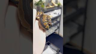 #ボールパイソン繁殖 #reptiles #ballpython