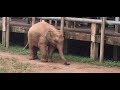 Baby Elephant trying to figure out how to wear sandals