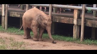 Baby Elephant trying to figure out how to wear sandals  ElephantNews