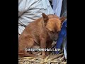 病で逝ったおばあちゃんの前で、ワンちゃんが涙。愛は種族を超える。 #犬 #動物 #動物世界 #面白い #funny
