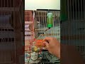 percaya deh semua jenis Finch suka biji ini #finch #zebrafinchbreeding #birds #kicaumania