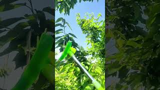 Pole Type Electric Tool Pruning Cherry Trees Easily !