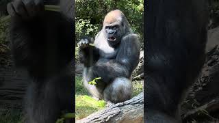 Silverback Gorilla M'Domo eating lunch