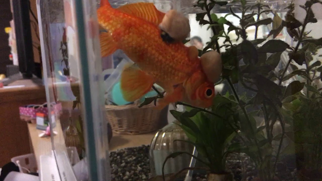 金魚のイボ 黒くなりました Youtube