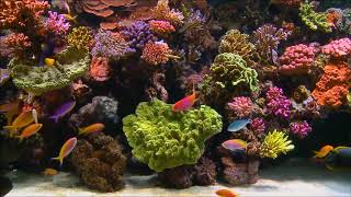 Neşet Ertaş & Hülya Suer Düet İki̇ Büyük Ni̇meti̇m Var