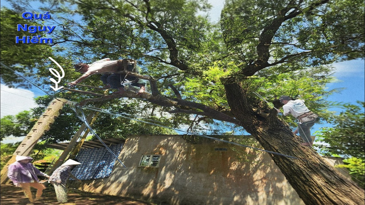 Cưa Cây Me Siêu Khủng Trùm Cột Điện / Cutting Down a Giant Tamarind Tree on a Utility Pole | P246
