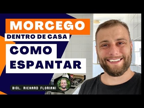 Vídeo: Você deve gravar um morcego fungo?