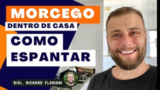 Expulsar Morcego! Como Espantar Morcego Dentro De Casa