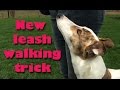 Does your dog PULL right after getting a treat? - Loose leash walking