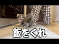 お腹を空かせた子猫がキッチンにいる飼い主に…