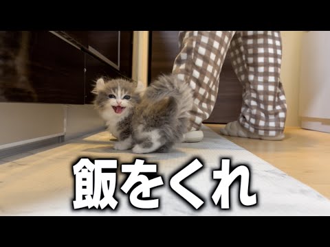 ししゃもチャンネル - YouTube