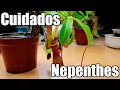 Como cuidar las nepenthes || Plantas Carnívoras || México Verde