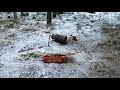 Охота в Швеции /Hunting in Sweden