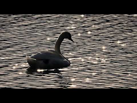 Video: Kas yra šiltakraujis gyvūnas?