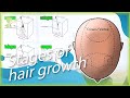 The Growth Behavior of Hair – STAGES OF HAIR GROWTH