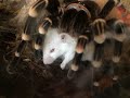 *WARNING GRAPHIC* Tarantula devours mouse!!! (Read description, updated November 6, 2020)