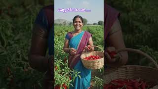 మిర్చి రైతు ఎర్ర బంగారం##ytshorts #ytshortsindia #farming #agriculture #subscribemychannel