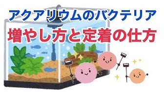 バクテリア Youtube