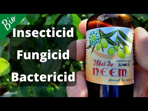 Video: Ulei de neem Utilizări: Utilizarea insecticidului cu ulei de neem în grădină