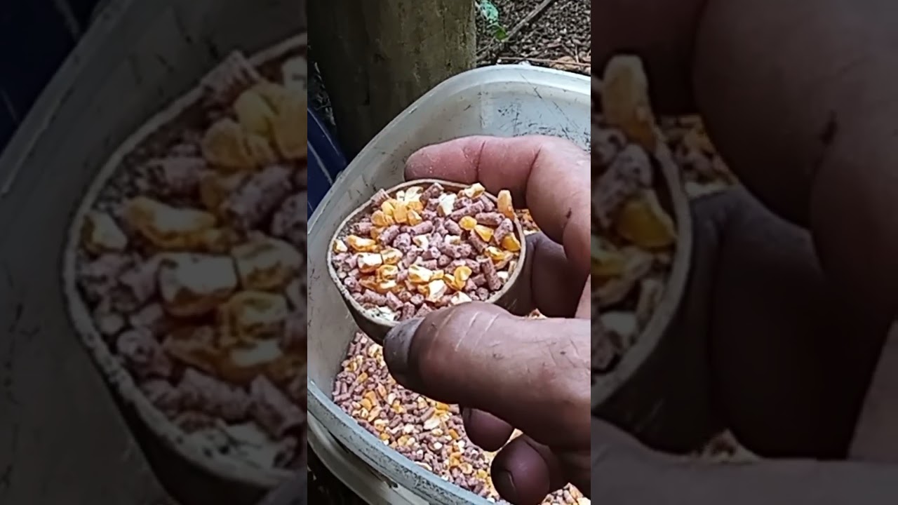 Broodcock and Broodhen feeding program , Ang sisgla nila !!