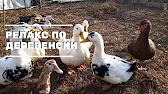 ДЕРЕВНЯ_57. Жизнь в Деревне.