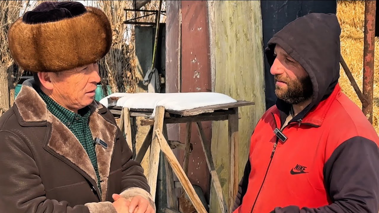 №3 рубрикасы - Мыкты айгырлар Рамзес менен Гайтук