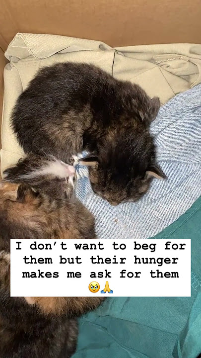 Even $10 counts towards saving these new rescued abandoned kittens dear friends 💔💔💔💔