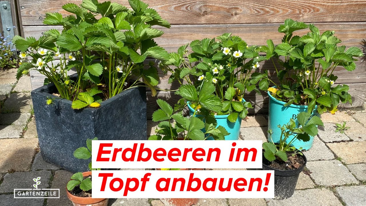Erdbeeren im Topf anbauen - Vermeide diese Fehler fr eine reiche Ernte!