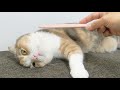 【このあと…】めちゃくちゃねこじゃすりで…